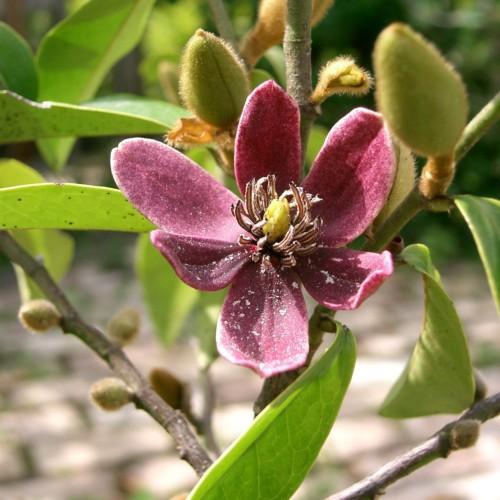 Magenta flower with yellow stigma, brown anthers, lime buds, white hair, beige petiole, green stems and leaves