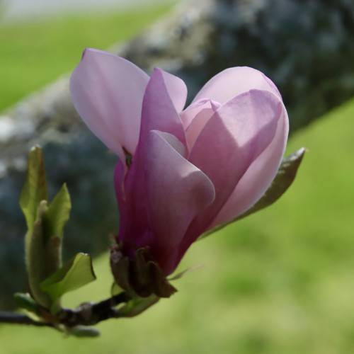 pink, funnel-shaped flower with small, glossy, green leaves with gray trunk