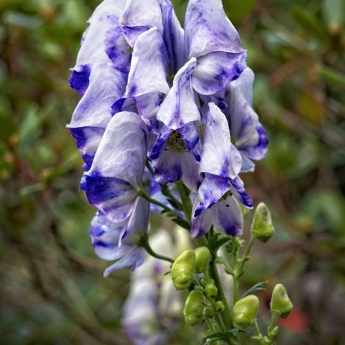 Exquisite white-blue flowers, little green buds, with tiny green leaves growing on green stems.