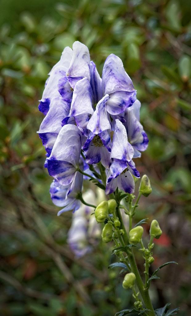 Exquisite white-blue flowers, little green buds, with tiny green leaves growing on green stems. 