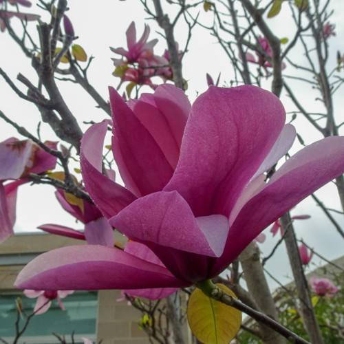 purple flowers with gray-brown, woody stems, trunk, and yellow-green ovate leaves