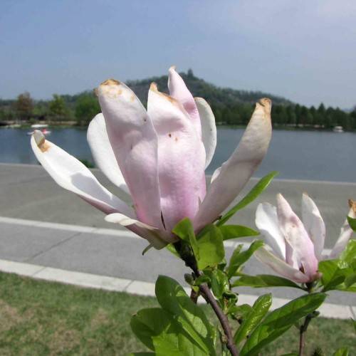 pink-white flowers with dark-brown stems, and glossy, green, oblong leaves