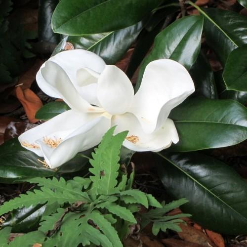 White flower with red anthers, beige filaments, green leaves, yellow midrib and stems