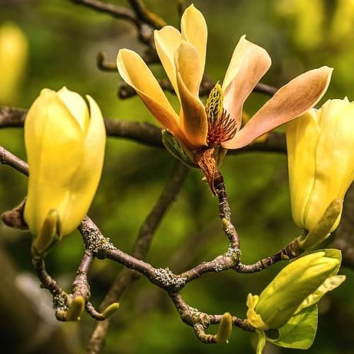 Yellow-brown flower with yellow stigma, brown anthers, lime-yellow buds and brown stems. green leaves, burgundy-brown petiole.