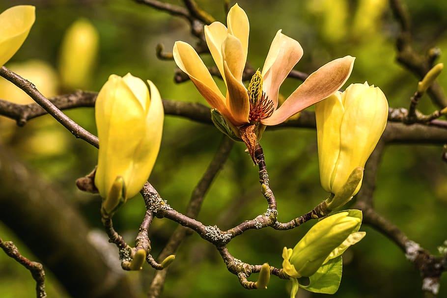 yellow-brown flowers with burgundy branches