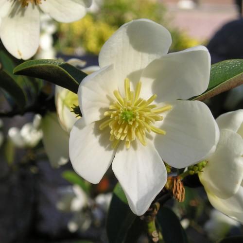 Off-white flower with lime stigma, yellow anthers, green buds, green leaves and yellow blades.