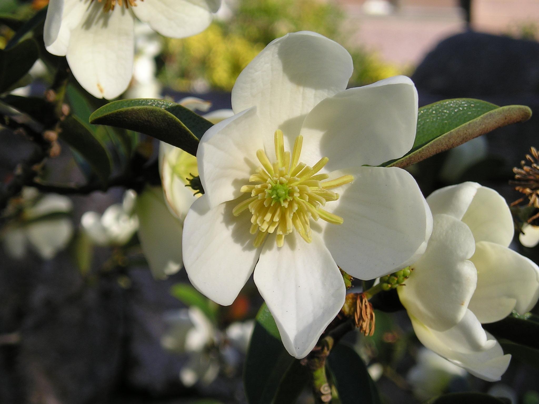 Off-white flower with lime stigma, yellow anthers, green buds, green leaves and yellow blades.