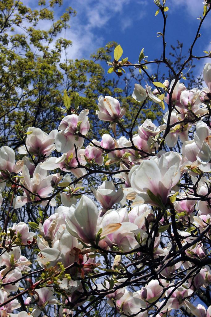 White flower with magenta center, green  leaves and buds, black stems