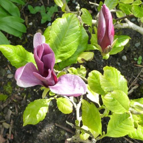 velvety, pink-white flowers with glossy, light-green, ovate leaves, and gray-green stems