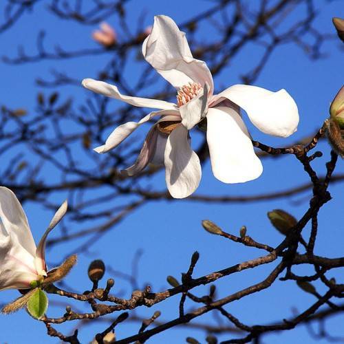 white, velvety flowers with peach stamens, and riugh, brown stems with green leaves