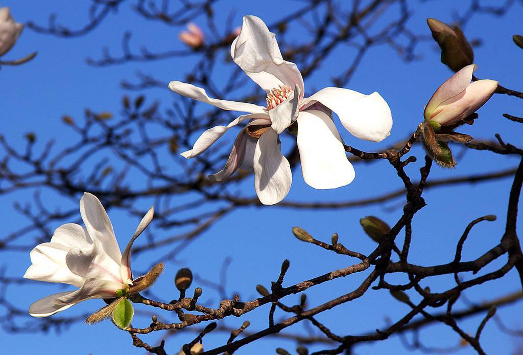 white, velvety flowers with peach stamens, and riugh, brown stems with green leaves