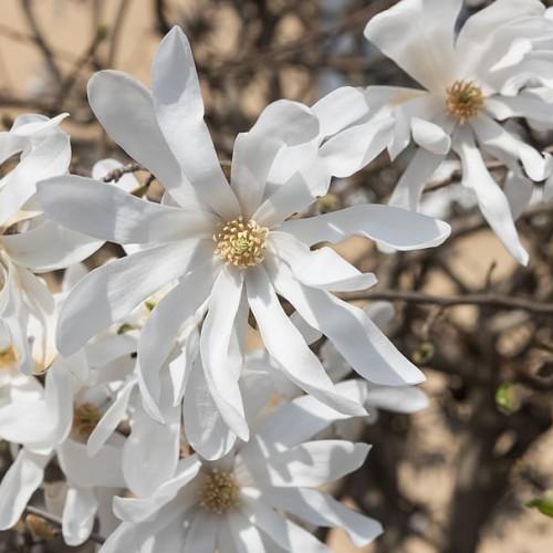 Off-white flower with lime stigma, beige anthers and brown stems.