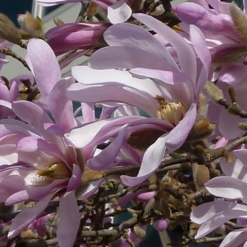 Pink-lavender flower with buds, beige center, hair and buds, and dark-brown stems.