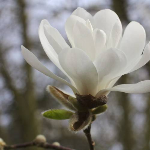 bright-white, funnel-like flower with hairy, brown sepal and brown stem