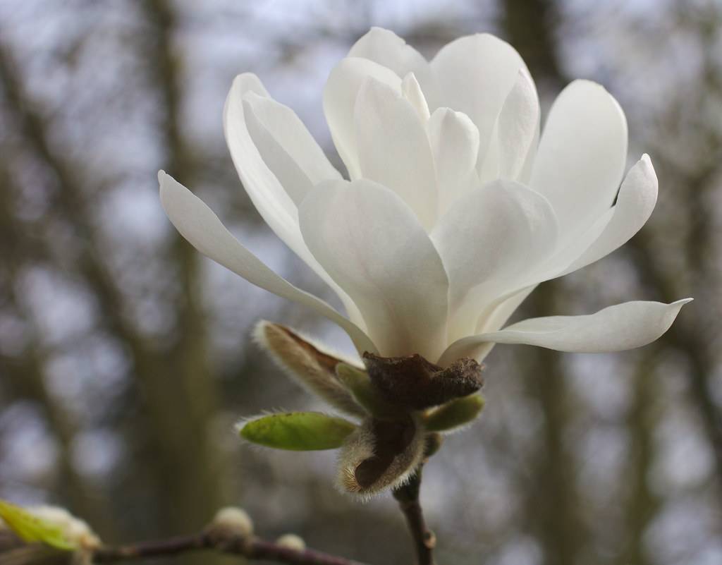 bright-white, funnel-like flower with hairy, brown sepal and brown stem