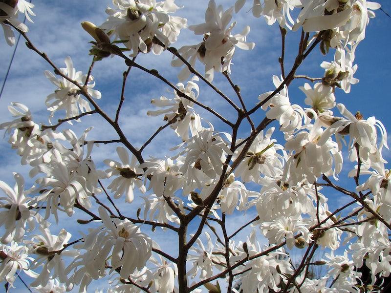 White flowers with beige anthers and brown stems