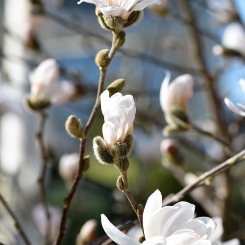 White flower with yellow center, lime buds, white hair and brown stems