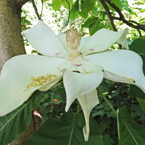 White flower with green stems leaves, yellow midrib and veins.