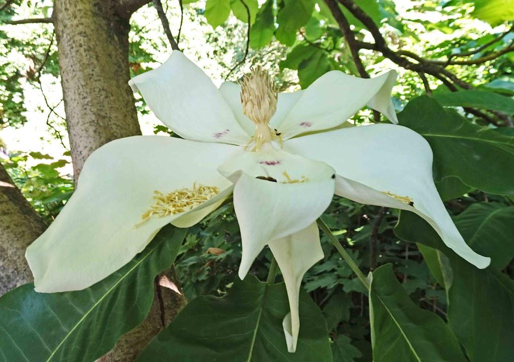 White flower with green stems leaves, yellow midrib and veins.