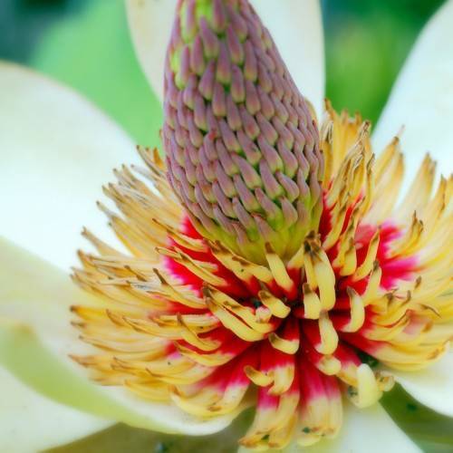 white flower with red-yellow stamens, and purple-green, cob-like spadix