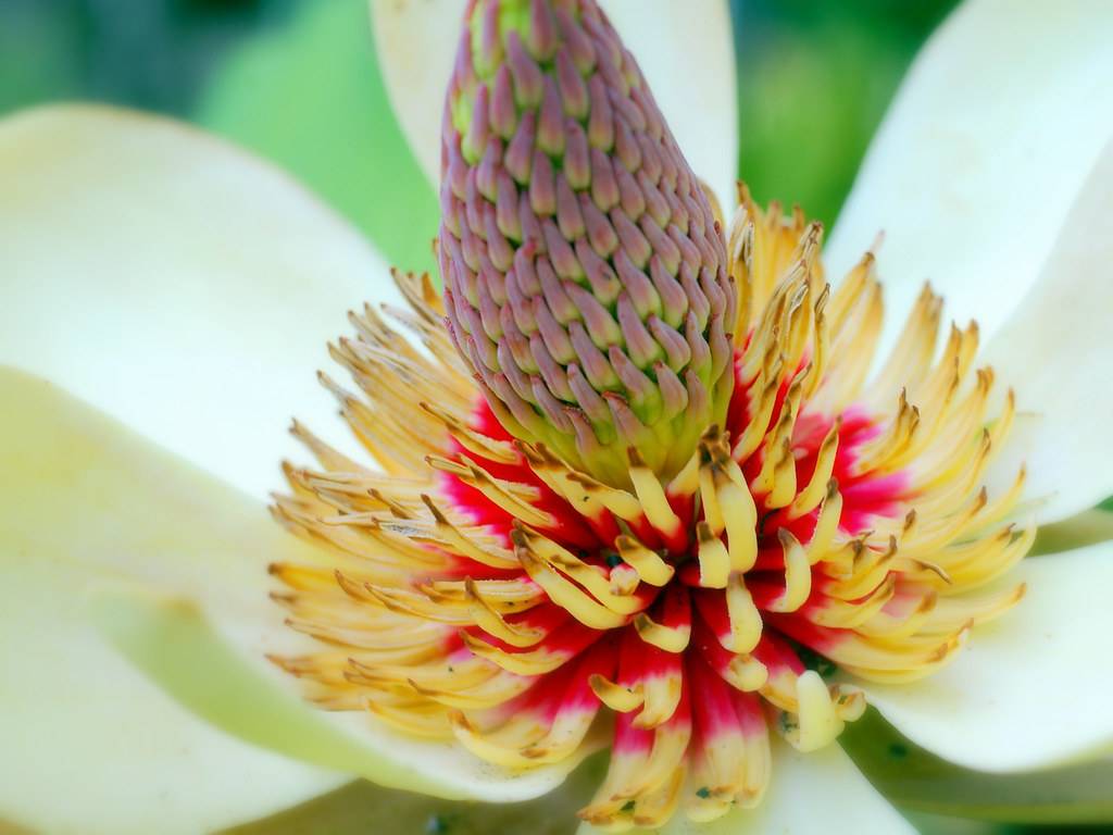 white flower with red-yellow stamens, and purple-green, cob-like spadix