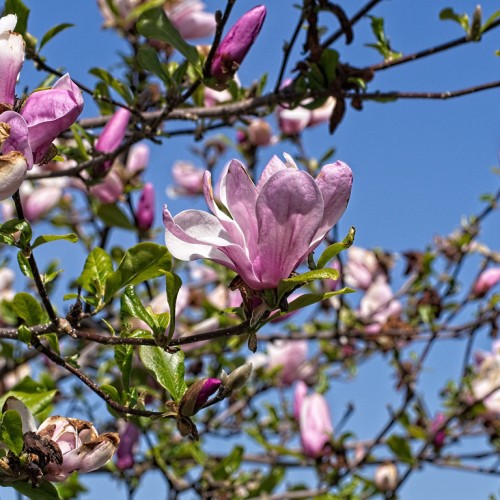Pink-white flower with pink buds, dark-green leaves and brown-white stems.
