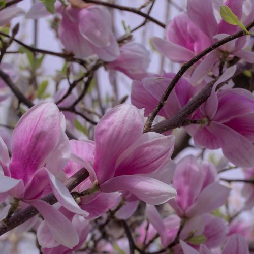 pink-white flowers with deep-brown, rough stems