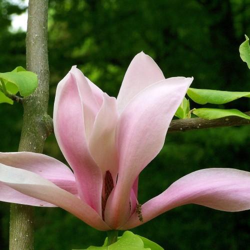 Pink flower with burgundy anther, green leaves and dark-green stem.