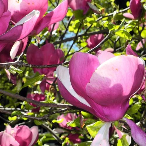Magenta-White flower with green leaves and brown stem