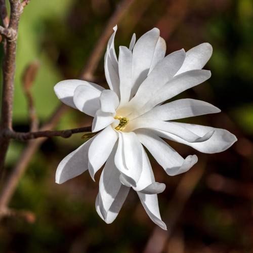 bright-white, glossy flower with yellow stamens, and deep-brown, rough stems