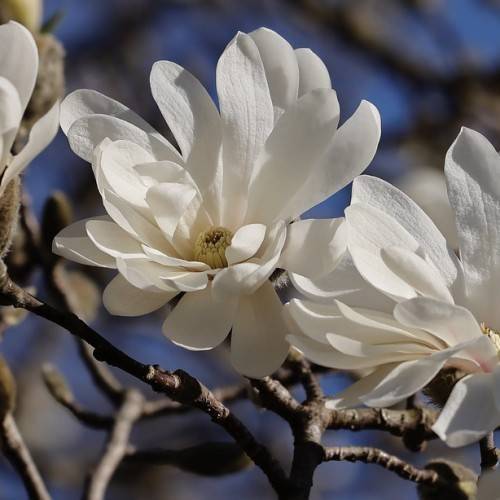 white, glossy flowers with pale-white stamens, and rough, gray-brown stems