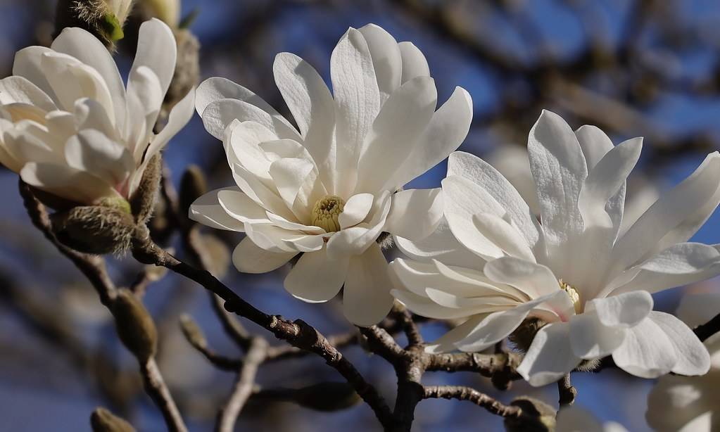 white, glossy flowers with pale-white stamens, and rough, gray-brown stems