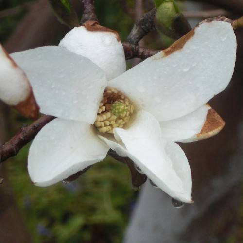 white, dewy flower with creamy-brown stamens, and rough, deep brown stems