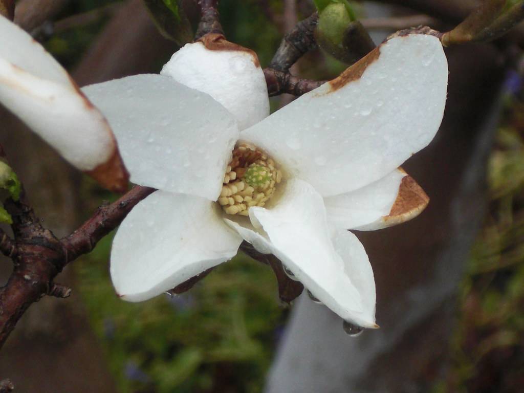 white, dewy flower with creamy-brown stamens, and rough, deep brown stems