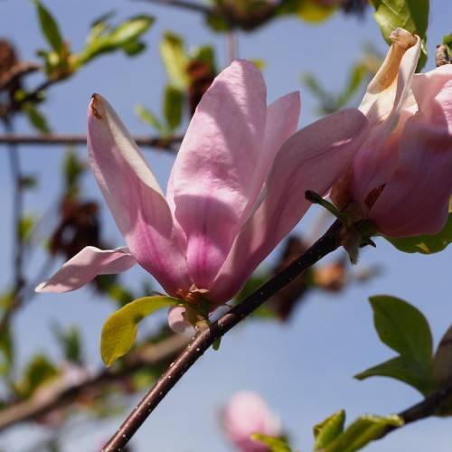 pink flowers with shiny, brown stems, and green, small leaves