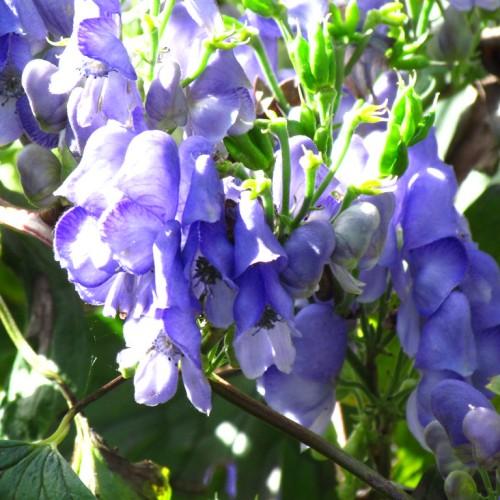 Exquisite white-blue flowers, little green buds, with tiny green leaves growing on green stems.