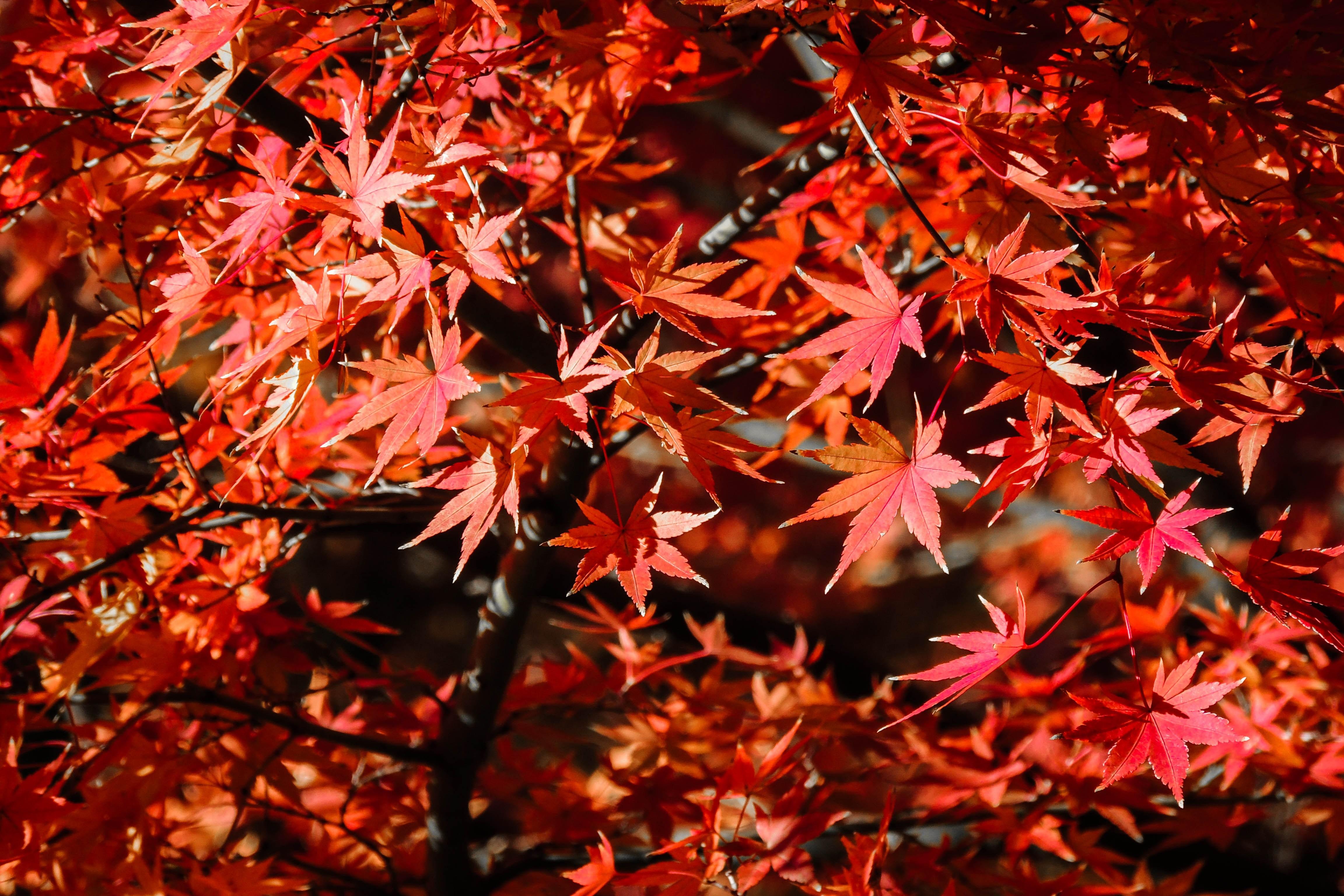 Refreshing red-orange leaves, on dark brown branches of a tree. 
