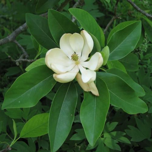 Off-white flower, beige anthers and lime filaments, green leaves, dark-gray stems, yellow midrib, veins and blade