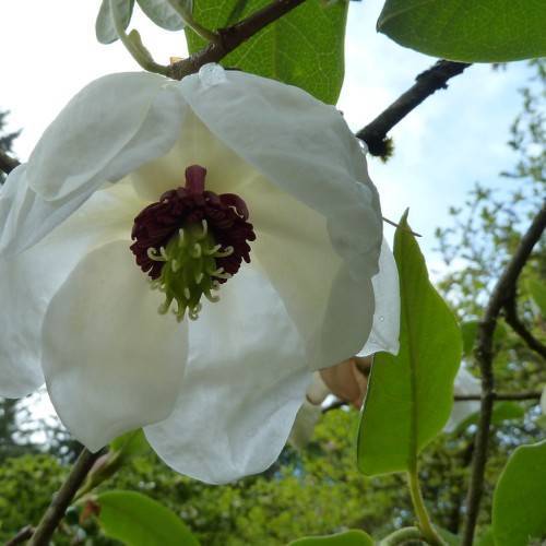 vibrant-white, velvety, cup-shaped flower with brown green-brown stamens, and ovate, green, smooth leaves and brown branches