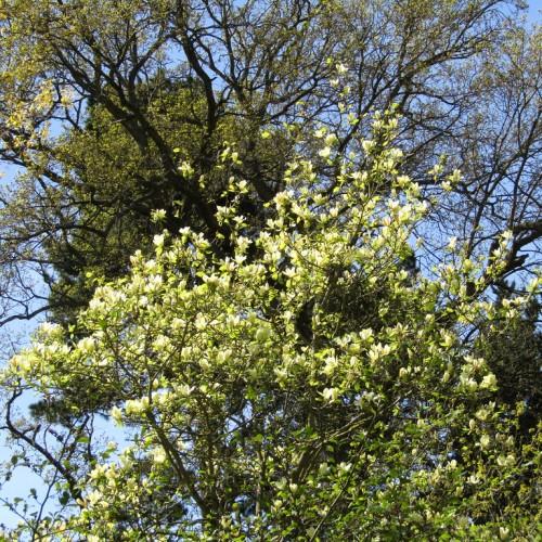 White flowers with green leaves and dark-green branches.