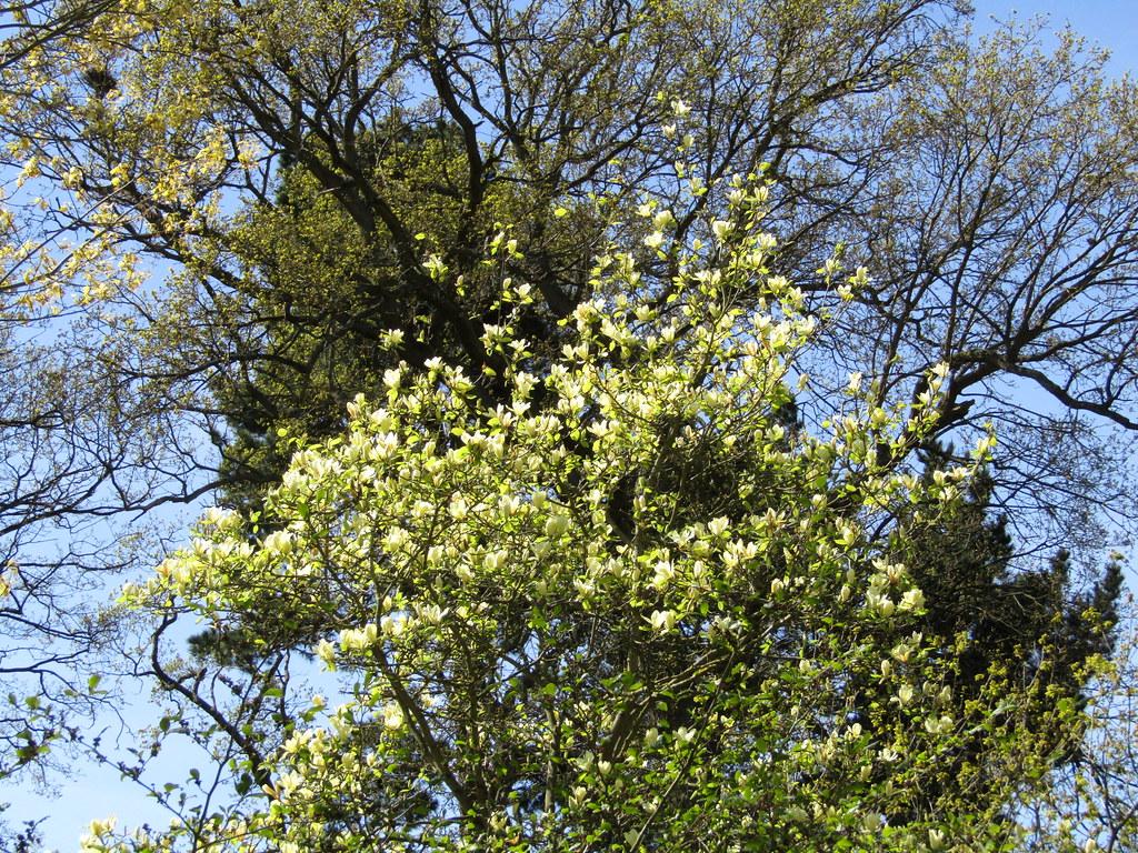 White flowers with green leaves and dark-green branches.