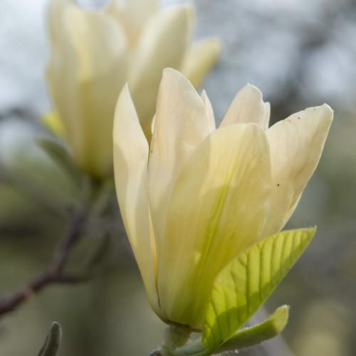 Off-white flower with lime center green leaves and petiole