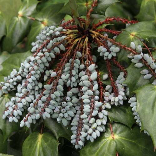 clusters of velvety, small, oblong blue berries along pale-red, rough stems, and glossy, dark-green leaves
