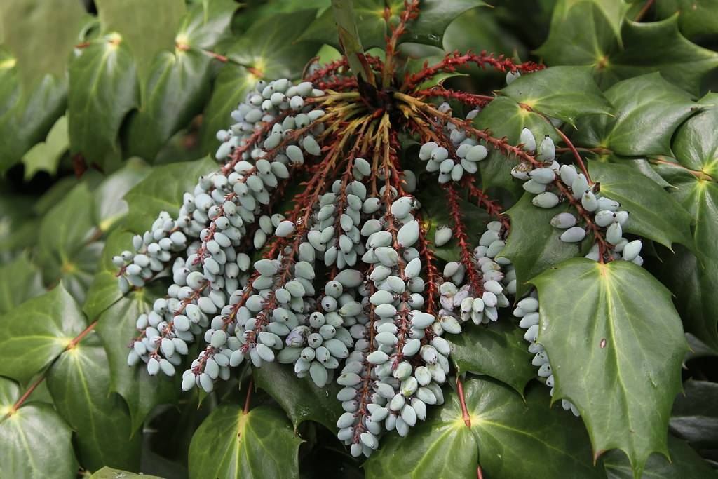 clusters of velvety, small, oblong blue berries along pale-red, rough stems, and glossy, dark-green leaves