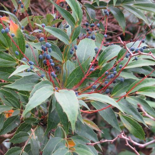blue-black, small, velvety berries along red, shiny stems, and lanceolate, glossy, green leaves with brown branches