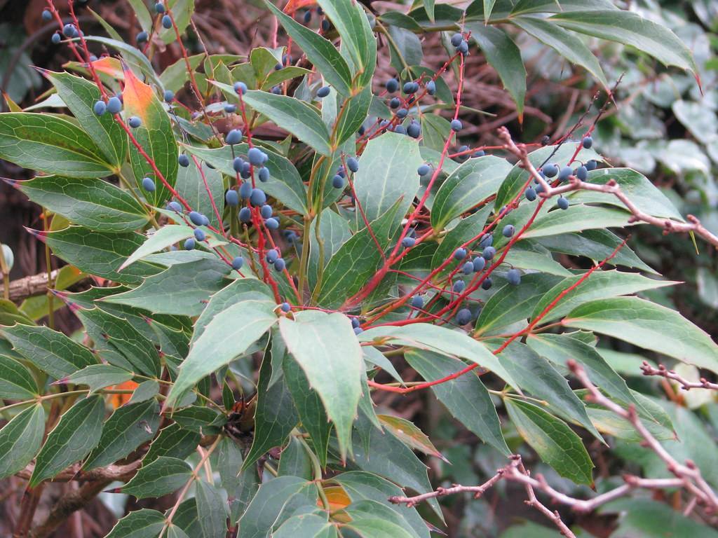 blue-black, small, velvety berries along red, shiny stems, and lanceolate, glossy, green leaves with brown branches