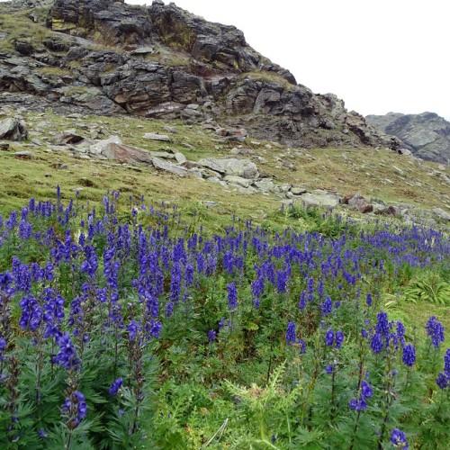 A beautiful spread of purple-blue flowers, growing over brown stems, surrounded by green-colored leaves