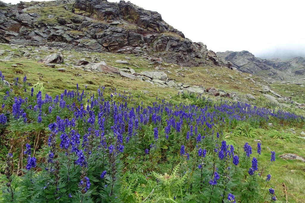 A beautiful spread of purple-blue flowers, growing over brown stems, surrounded by green-colored leaves