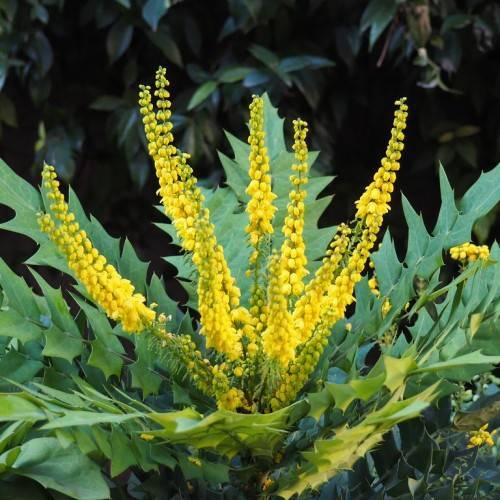elongated clusters of small bright-yellow flowers, and green, obovate leaves