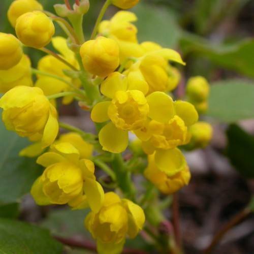 cluster of bright-yellow, glossy, small flowers with light-green stems with green leaves